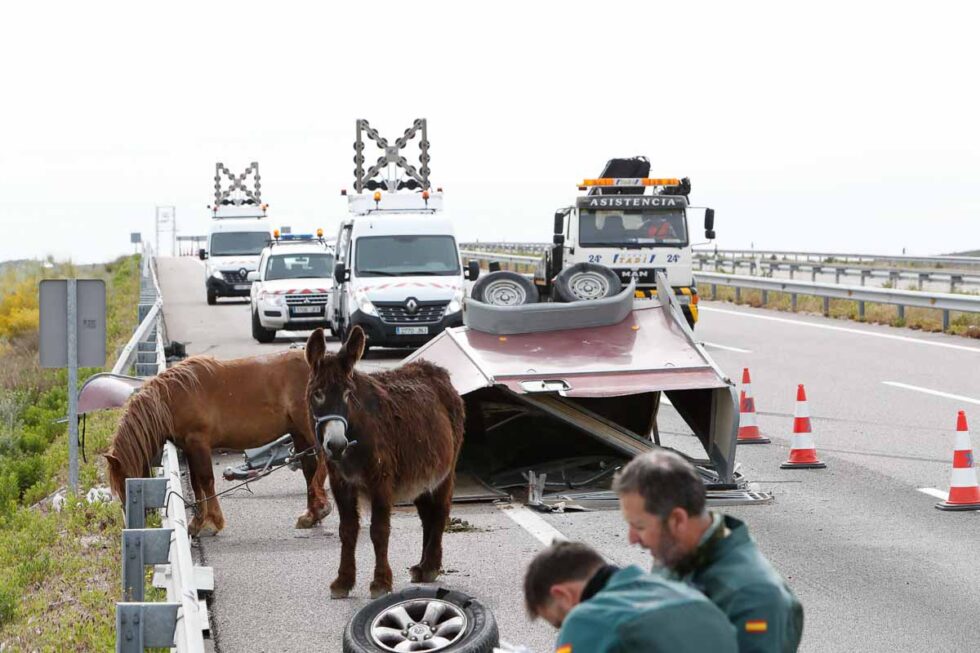 Accidente de tráfico en el que se han visto involucrados un burro y un caballo